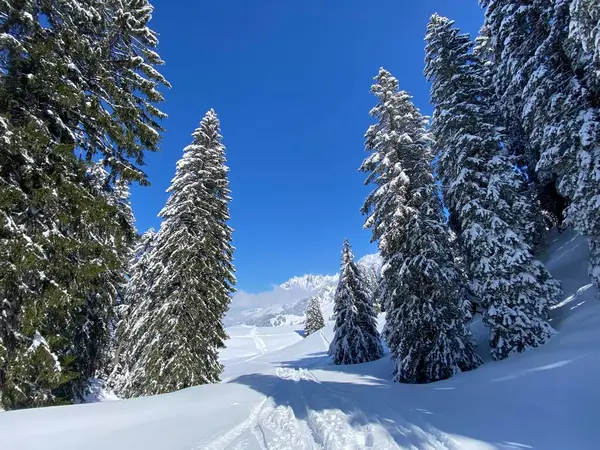 Picturesque Canopies Alpine Trees Typical Winter Atmosphere Spring Snowfall Obertoggenburg —  Fotos de Stock