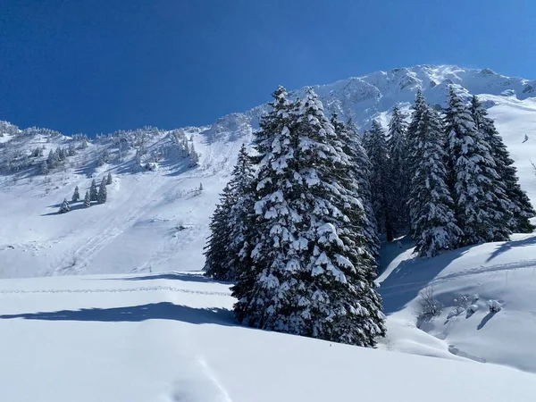 Obertoggenburg Alp Vadisi 'nde ve İsviçre' nin Nesslau, İsviçre 'de (Schweiz)