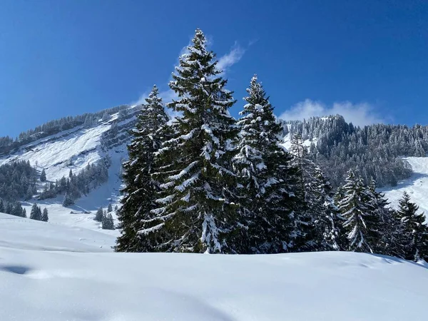 Pittoreska Toppar Alpina Träd Typisk Vinteratmosfär Efter Vårens Snöfall Över — Stockfoto