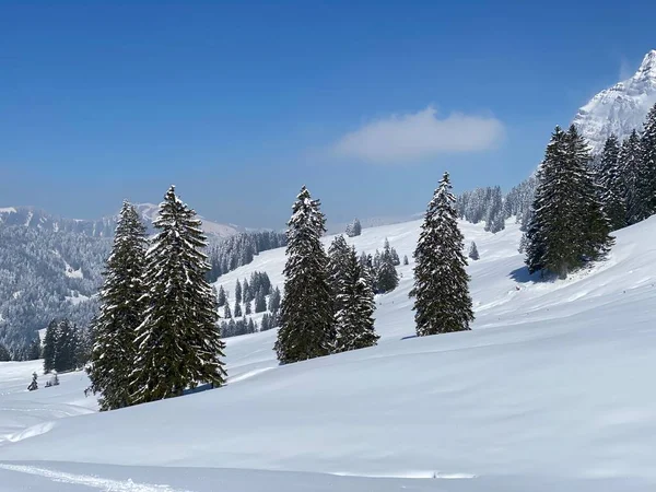 Obertoggenburg Alp Vadisi 'nde ve İsviçre' nin Nesslau, İsviçre 'de (Schweiz)