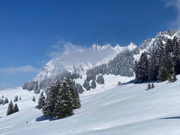 Picturesque Canopies Alpine Trees Typical Winter Atmosphere Spring Snowfall Obertoggenburg — стоковое фото
