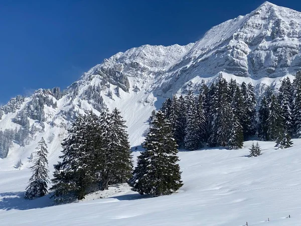 Picturesque Canopies Alpine Trees Typical Winter Atmosphere Spring Snowfall Obertoggenburg — стоковое фото