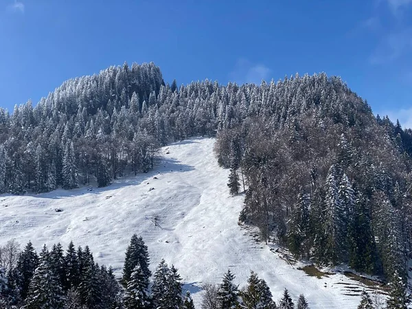 Живописные Навесы Альпийских Деревьев Типичной Зимней Атмосфере После Весеннего Снегопада — стоковое фото