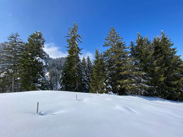 Canopies Pitorescos Árvores Alpinas Uma Atmosfera Típica Inverno Após Queda — Fotografia de Stock