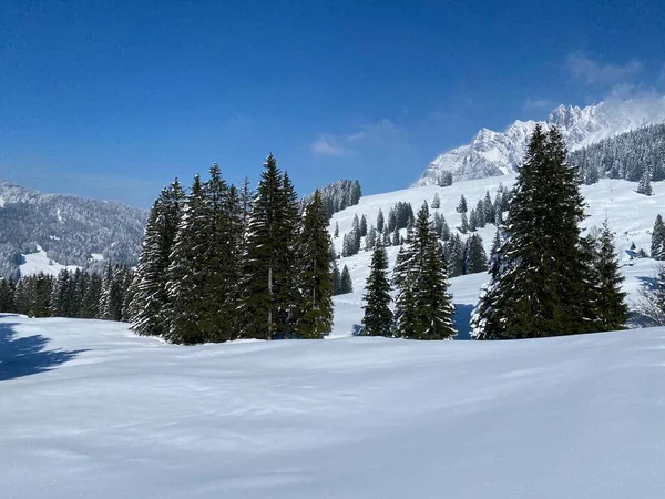 Obertoggenburg Alp Vadisi 'nde ve İsviçre' nin Nesslau, İsviçre 'de (Schweiz)