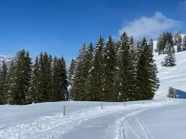 Obertoggenburg Alp Vadisi 'nde ve İsviçre' nin Nesslau, İsviçre 'de (Schweiz)