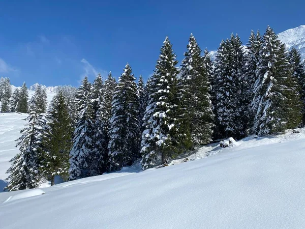 Picturesque Canopies Alpine Trees Typical Winter Atmosphere Spring Snowfall Obertoggenburg — Fotografia de Stock