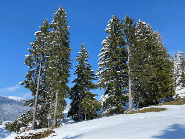 Obertoggenburg Alp Vadisi 'nde ve İsviçre' nin Nesslau, İsviçre 'de (Schweiz)