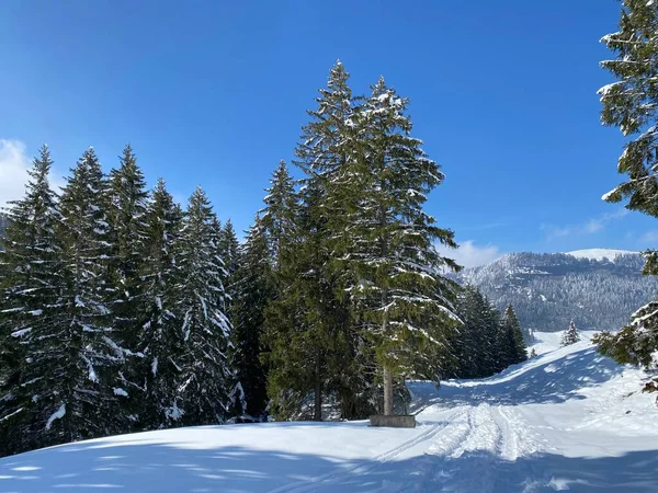 Obertoggenburg Alp Vadisi 'nde ve İsviçre' nin Nesslau, İsviçre 'de (Schweiz)