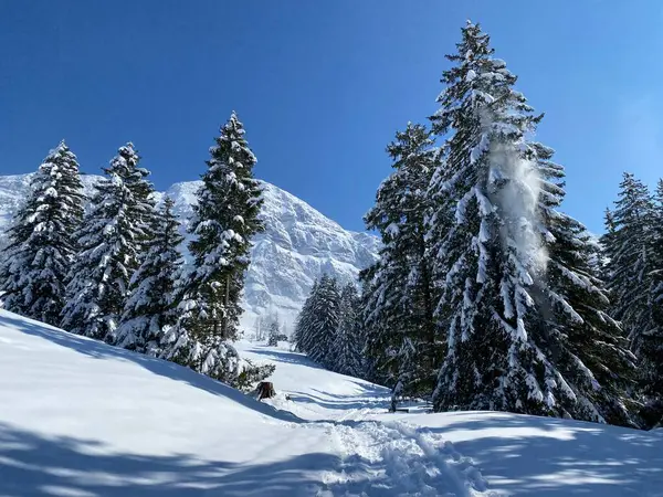 Obertoggenburg Alp Vadisi 'nde ve İsviçre' nin Nesslau, İsviçre 'de (Schweiz)