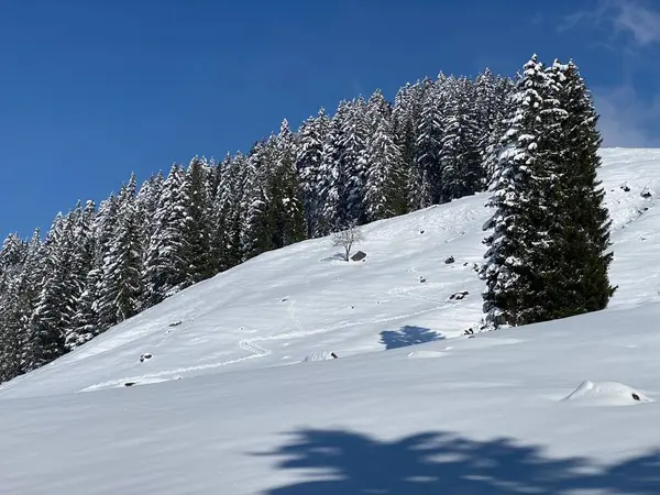 Obertoggenburg Alp Vadisi 'nde ve İsviçre' nin Nesslau, İsviçre 'de (Schweiz)