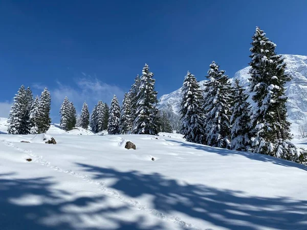 Obertoggenburg Alp Vadisi 'nde ve İsviçre' nin Nesslau, İsviçre 'de (Schweiz)