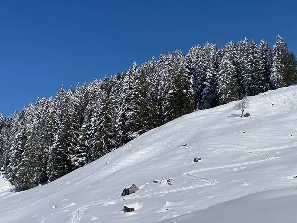 Obertoggenburg Alp Vadisi 'nde ve İsviçre' nin Nesslau, İsviçre 'de (Schweiz)