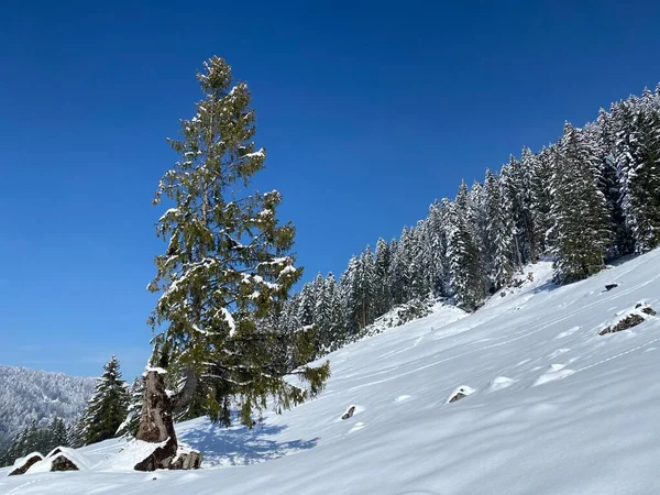 Карликові Сосни Альпійських Дерев Типовій Зимовій Атмосфері Після Весняного Снігопаду — стокове фото