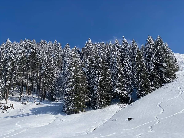 Picturesque Canopies Alpine Trees Typical Winter Atmosphere Spring Snowfall Obertoggenburg — ストック写真