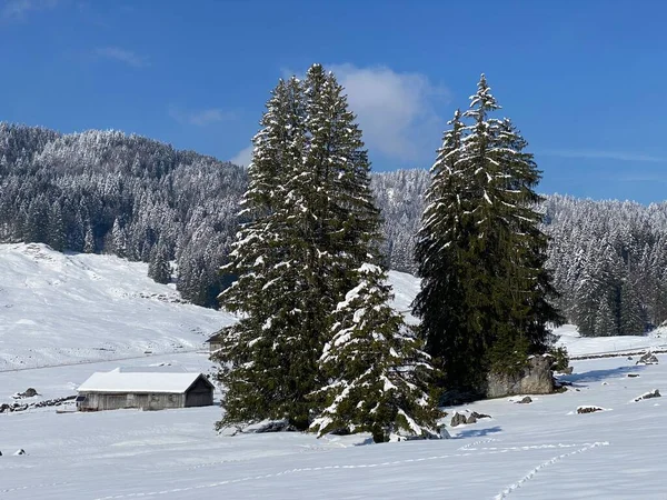 Picturesque Canopies Alpine Trees Typical Winter Atmosphere Spring Snowfall Obertoggenburg — Foto Stock