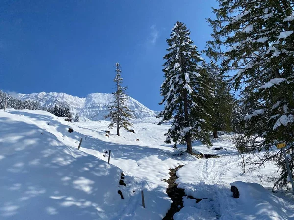 Picturesque Canopies Alpine Trees Typical Winter Atmosphere Spring Snowfall Obertoggenburg — Photo