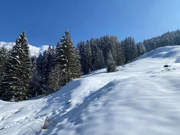 Pintorescas Copas Árboles Alpinos Ambiente Típico Invierno Después Nevada Primavera —  Fotos de Stock