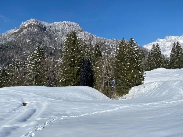 Schilderachtige Luifels Van Alpiene Bomen Een Typische Winterse Sfeer Voorjaarssneeuwval — Stockfoto