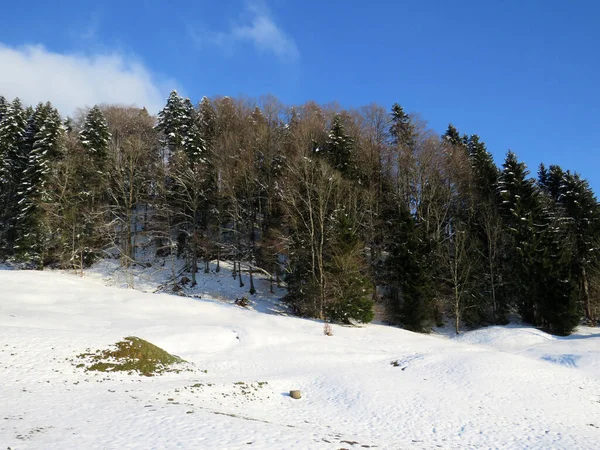 Obertoggenburg Alp Vadisi 'nde ve İsviçre' nin Nesslau, İsviçre 'de (Schweiz)