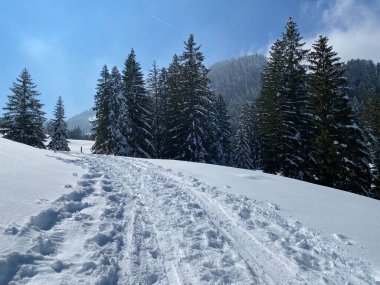 Alpstein dağlarının yamaçlarında ve İsviçre Alpleri 'nin taze dağlık kar örtüsünde, Nesslau - Obertoggenburg, İsviçre (Schweiz)