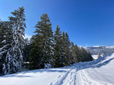 Alpstein dağlarının yamaçlarında ve İsviçre Alpleri 'nin taze dağlık kar örtüsünde, Nesslau - Obertoggenburg, İsviçre (Schweiz)