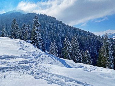 Alpstein dağlarının yamaçlarında ve İsviçre Alpleri 'nin taze dağlık kar örtüsünde, Nesslau - Obertoggenburg, İsviçre (Schweiz)
