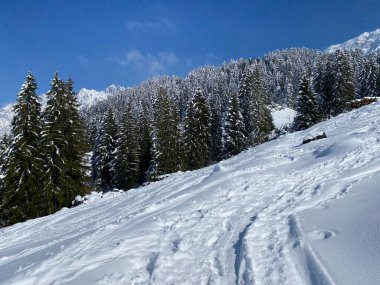 Alpstein dağlarının yamaçlarında ve İsviçre Alpleri 'nin taze dağlık kar örtüsünde, Nesslau - Obertoggenburg, İsviçre (Schweiz)