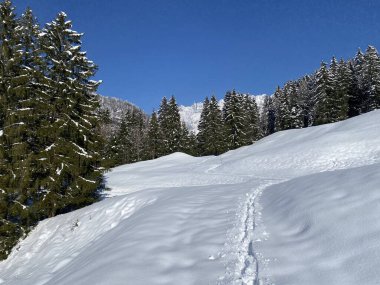 Alpstein dağlarının yamaçlarında ve İsviçre Alpleri 'nin taze dağlık kar örtüsünde, Nesslau - Obertoggenburg, İsviçre (Schweiz)