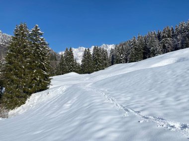 Alpstein dağlarının yamaçlarında ve İsviçre Alpleri 'nin taze dağlık kar örtüsünde, Nesslau - Obertoggenburg, İsviçre (Schweiz)