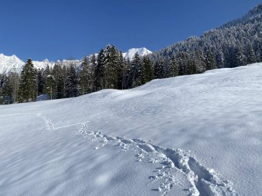 Alpstein dağlarının yamaçlarında ve İsviçre Alpleri 'nin taze dağlık kar örtüsünde, Nesslau - Obertoggenburg, İsviçre (Schweiz)
