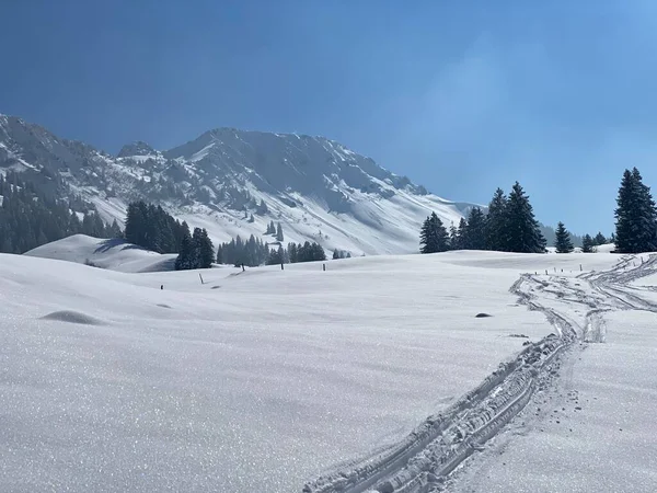 Alpstein dağlarının yamaçlarında ve İsviçre Alpleri 'nin taze dağlık kar örtüsünde, Nesslau - Obertoggenburg, İsviçre (Schweiz)