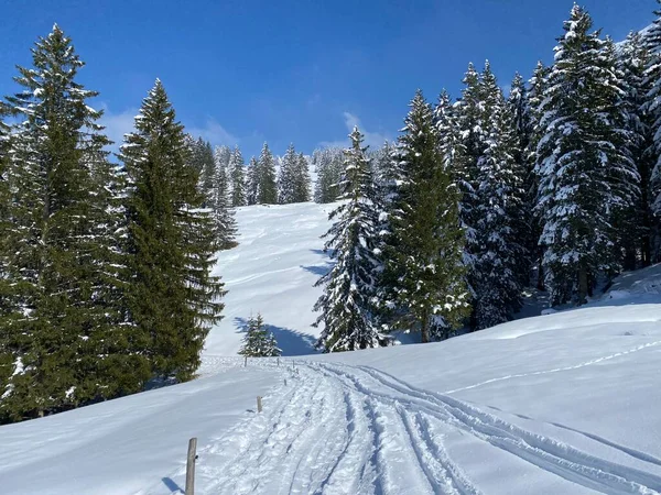 Alpstein dağlarının yamaçlarında ve İsviçre Alpleri 'nin taze dağlık kar örtüsünde, Nesslau - Obertoggenburg, İsviçre (Schweiz)