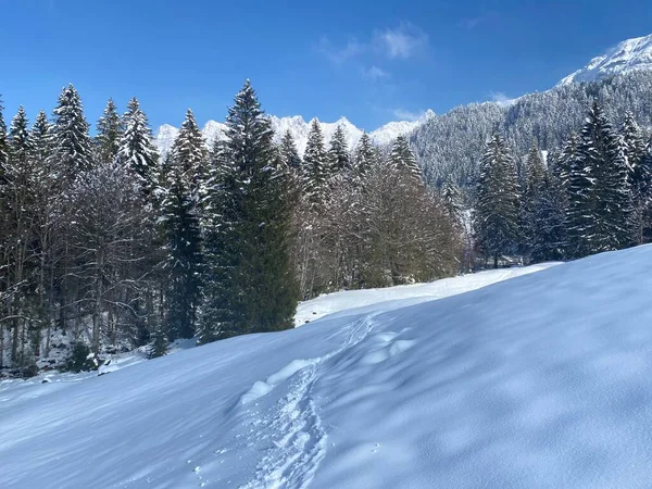 Alpstein dağlarının yamaçlarında ve İsviçre Alpleri 'nin taze dağlık kar örtüsünde, Nesslau - Obertoggenburg, İsviçre (Schweiz)