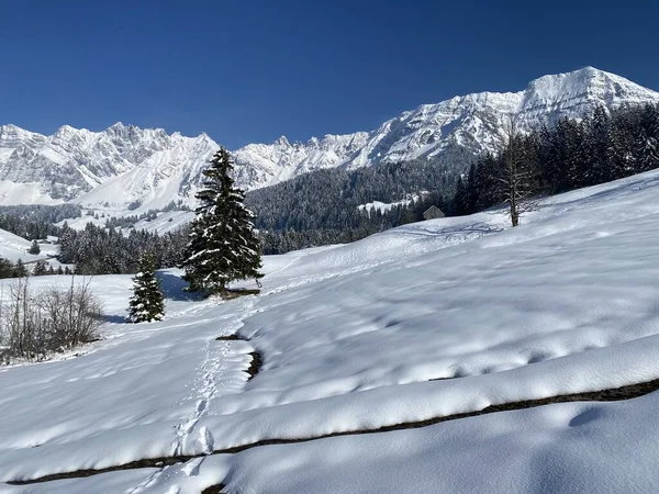 Alpstein dağlarının yamaçlarında ve İsviçre Alpleri 'nin taze dağlık kar örtüsünde, Nesslau - Obertoggenburg, İsviçre (Schweiz)