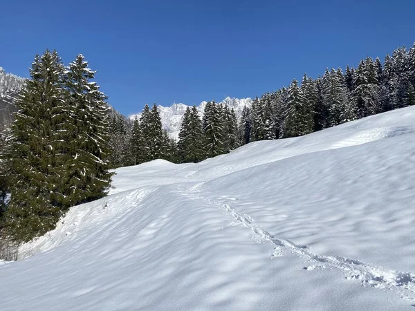 Alpstein dağlarının yamaçlarında ve İsviçre Alpleri 'nin taze dağlık kar örtüsünde, Nesslau - Obertoggenburg, İsviçre (Schweiz)