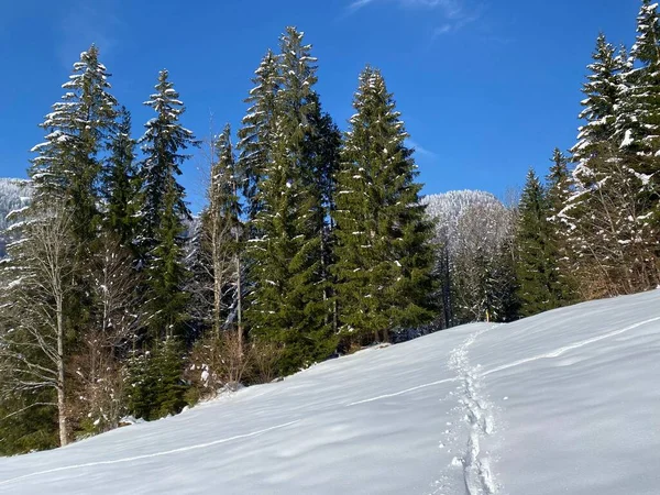 Wonderful Winter Hiking Trails Traces Slopes Alpstein Mountain Range Fresh — Photo