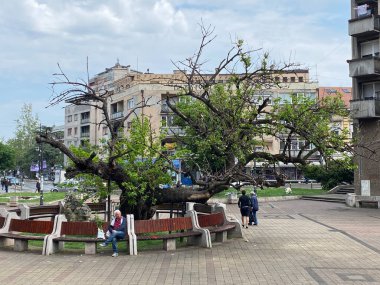 Doğanın Anıtı Karacorce 'nin Dut ağacı / Spomenik Karadjordjev dud u Smederevu, Smederevo - Sırbistan (Srbija)