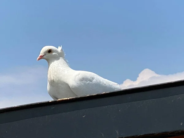 Tame White Pigeon Private Breeding White Carrier Pigeon Pitomi Beli — Stock Photo, Image