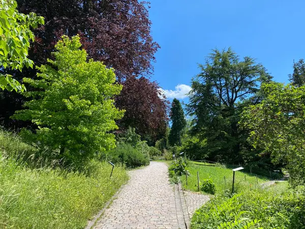 Botanischer Garten Der Universität Zürich Oder Botanischer Garten Der Universität — Stockfoto