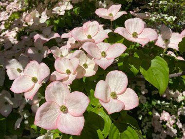 Kousa dogwood (Cornus kousa 'Satomi'), Japon Blumen-Hartriegel 'Satomi', Blumenhartriegel - İsviçre Zürih Üniversitesi Botanik Bahçesi