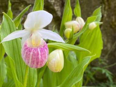 Gösterişli bayanın terliği (Cypripedium reginae), Pembe ve beyaz bayan terliği, Kraliçe 'nin bayan terliği, Koenigs Frauenschuh oder Koenigs Frauenschuh, Cypripede Royal veya Gran zapatilla de dama