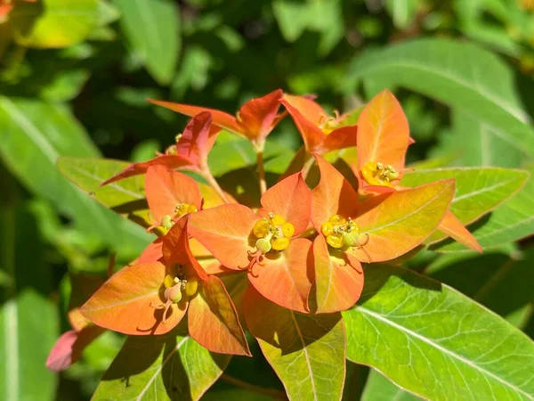Griffith Spurge Euphorbia Griffithii Himalaja Griffiths Wolfsmilch Feuer Wolfsmilch Oder — 图库照片