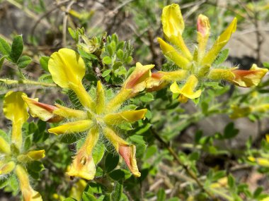 Kümelenmiş süpürge (Cytisus hirsutus veya Cytisus supinus), Kıllı süpürge, Kopf-Zwergginster, Kopf-Geissklee veya Niedriger Zwergginster (Zürih Üniversitesi Botanik Bahçesi))