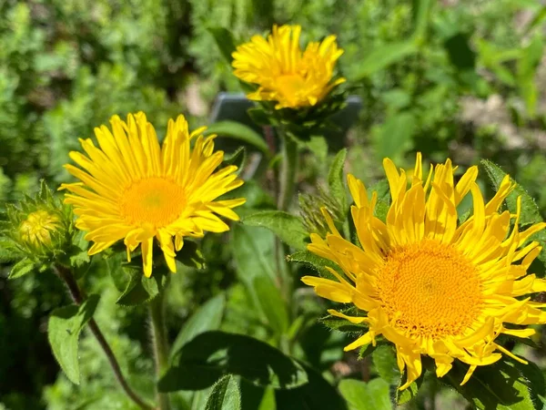 Hairy Fleabane Inula Hirta Pentanema Hirtum Downy Elecampane Raue Alant — Stock Photo, Image