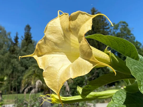 Guldängeltrumpet Brugmansia Aurea Goldene Engelstrompete Eller Floripondio Ecuatoriano Den Botaniska — Stockfoto