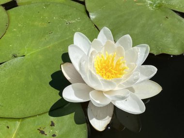 Candida waterlily (Nymphaea candida, Nymphaea alba subsp. Cüce Beyaz Su Zambağı, Küçük Beyaz Su Zambağı, Minyatür Su Zambağı, Glnzende Seerose veya Kleine Seerose