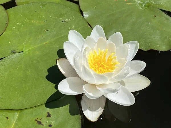 Candida waterlily (Nymphaea candida, Nymphaea alba subsp. Cüce Beyaz Su Zambağı, Küçük Beyaz Su Zambağı, Minyatür Su Zambağı, Glnzende Seerose veya Kleine Seerose