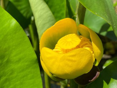 Spatterdock (Nuphar Advena), İnek zambağı, Sarı zambak, Amerikanische Teichrose, Biberlilie, Teichmummel, Nenuphar d 'Amerique (Zürih Üniversitesi Botanik Bahçesi))