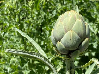 Yeşil Küre Tipi (Cynara cardunculus var. Skolymus), Sebze Küre Enginarı, Sanatsal 'Gruene von Laon' veya Gemuese-Artischocke (Zürih Üniversitesi Botanik Bahçesi)